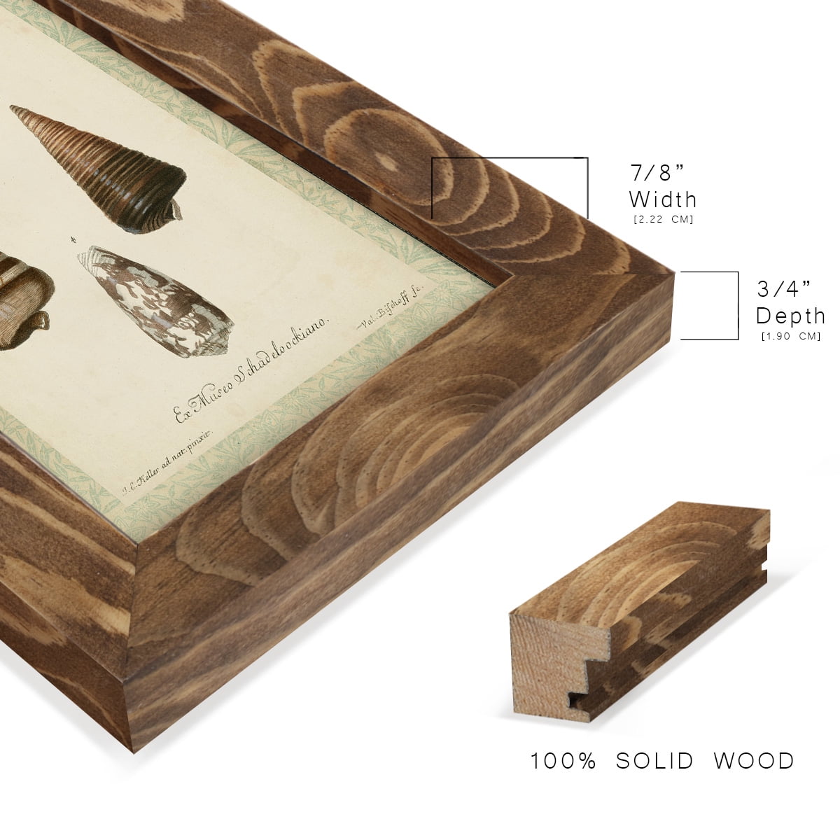 Bookplate Shells VI - Framed Print w/glass - Walnut