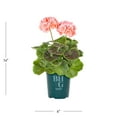 thumbnail image 4 of Better Homes & Gardens 1QT Orange Geranium Live Annual Plant Sun 5-Pack, 4 of 6