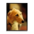thumbnail image 2 of Stupell Industries Long Hair Terrier Dog Portrait Warm Lighting Photography Photograph White Framed Art Print Wall Art, Design by James Dobson, 2 of 5