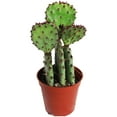 thumbnail image 1 of Prickly Pear Cactus 3.5, 1 of 1