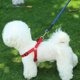 thumbnail image 5 of El animal doméstico suministra la cuerda reflexiva de la tracción del perro mascota de la cuerda que camina del perro, 5 of 5