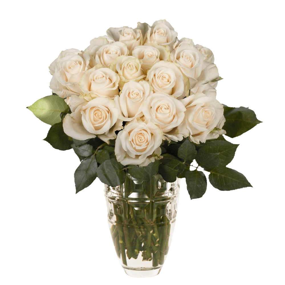 50 Stems of Ivory Roses- Beautiful Fresh Cut Flowers- Express