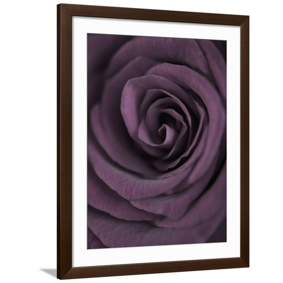 Art.com Deep Purple Rose Photographic Print by Clive Nichols, Brown Frame Wall Art, 32" x 40"