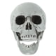 thumbnail image 5 of FELTECHELECTR Adorno de calavera artificial de Halloween, calavera asustadiza, accesorios para casa fantasma, suministros para fiestas (2), 5 of 6