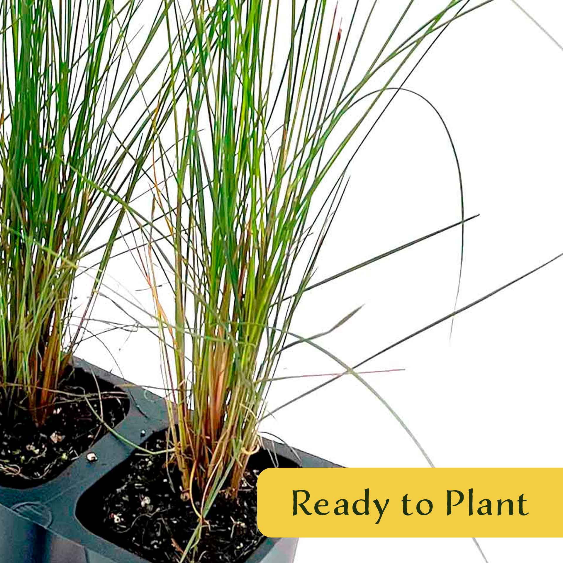 6 Pink Muhly Grass – Ornamental Perennial Grass with Cotton-Candy Pink Plumes for Borders & Mass Planting (Muhlenbergia capillaris) in 2.5″ Cubes, Live Plants