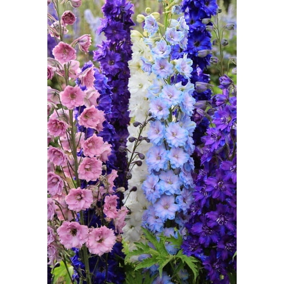 50 Doubles Mix Delphinium Mix Seeds Perennial Flowers Flower Seed 57 US SELLER