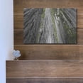 thumbnail image 5 of Luxe Metal Art 'Redwoods Forest IV BW With Color' by Alan Majchrowicz, Metal Wall Art, 16"x12", 5 of 7