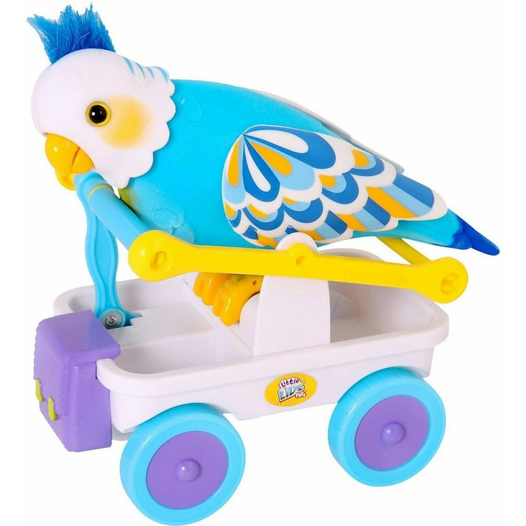 Clever top keet bird
