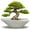 Gray, variant on stillaflora 12 inch Large Indoor Ceramic Flower Pot -Bonsai Orchid Planter Indoor Plants Outdoor Decorative,for Balcony Herbs and Decor, Garden,Gray