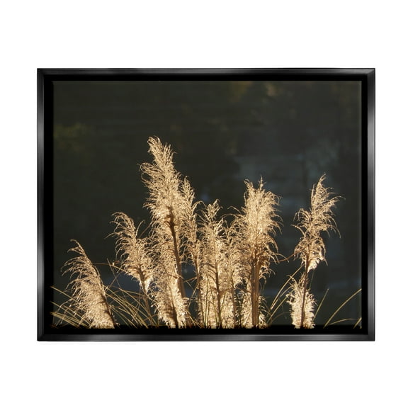 Stupell Industries Moonlit Pampas Grass Rural Reeds Plant Botanicals Photograph Jet Black Floating Framed Canvas Print Wall Art, Design by Gail Peck