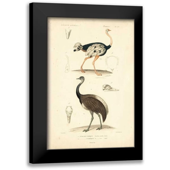 Remond, N. 11x14 Black Modern Framed Museum Art Print Titled - Antique Ostrich Study