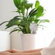thumbnail image 4 of Paquete de 2 bolas de riego, riego de plantas de interior, sistema de riego para plantas en macetas, plantas de almacenamiento de agua, dispensador de agua de arcilla plástica, decoración de jardín, 4 of 6