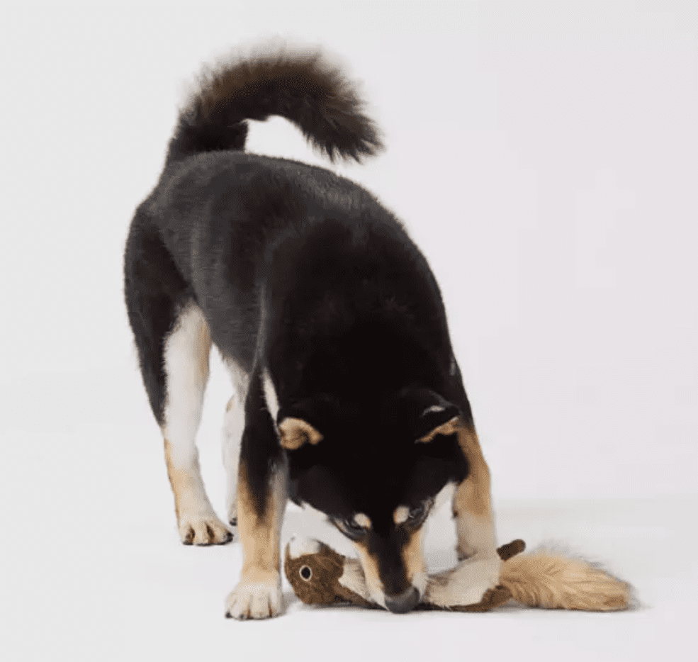 Joyhound Crazy Comfy Realistic Squirrel Flattie Dog Toy - Crinkle, Squeaker