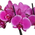thumbnail image 2 of Just Add Ice 16-30" Purple Premium Orchid Duo Live Plants in 10" Silver Ceramic Planter, House Plant, 2 of 5