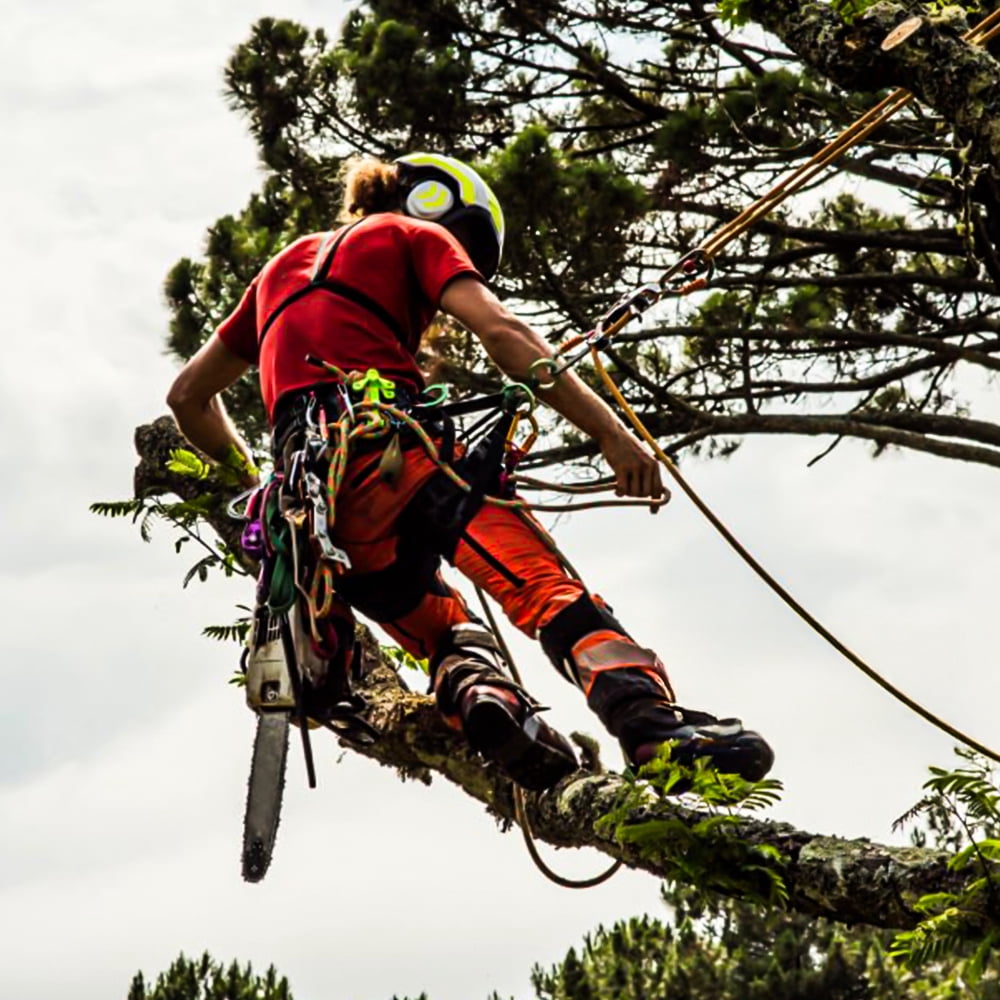 Tree Climbing Gear，Tree Climbing Spikes, Tree Climbing Gear with Adjustable Climbing Straps and Steel Core Flip Line, Rock Climbing Kit with Triple Lock Lanyard Adjuster