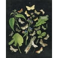 thumbnail image 2 of Wild Apple Portfolio 20x24 Black Ornate Wood Framed with Double Matting Museum Art Print Titled - Butterfly Bouquet on Black III, 2 of 4