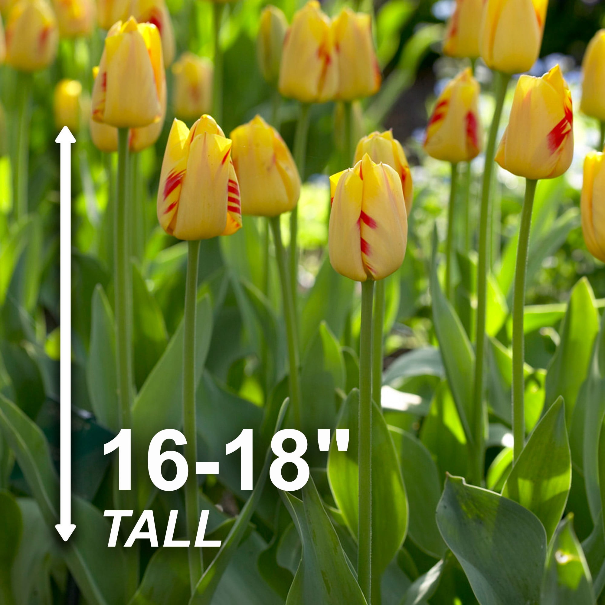 Garden State Bulb Darwin Hybrid Olympic Flame Tulip Flower Bulbs, 12/+ cm (Bag of 100)