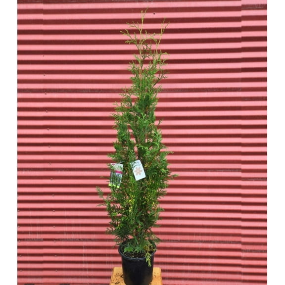 Amber Gold Arborvitae