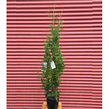 Amber Gold Arborvitae