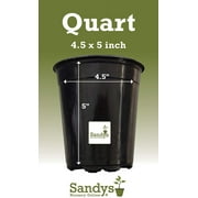 Thuja Green Giant Arborvitae Tree, Lot of 12, Quart Pot