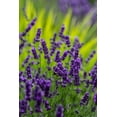 thumbnail image 2 of Sienda, Jolly 17x24 Gold Ornate Wood Framed with Double Matting Museum Art Print Titled - Sequim-Washington State-lavender field blooms, 2 of 4