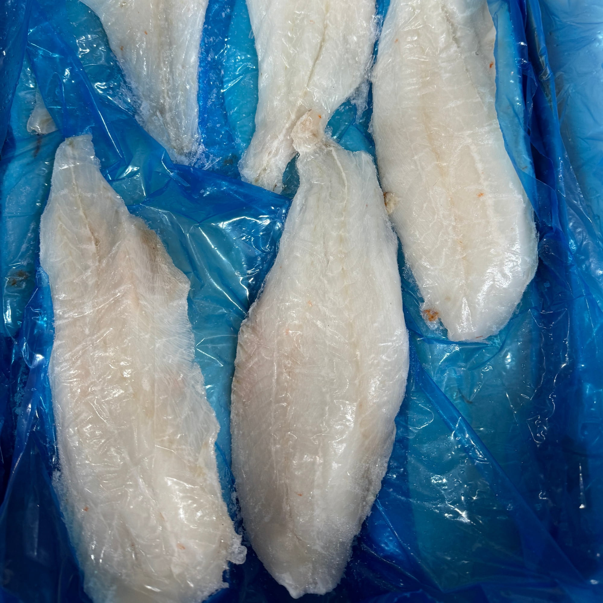 Today Gourmet Orange Roughy Frozen 5-6 lbs. 12-6/8 oz. Fillets