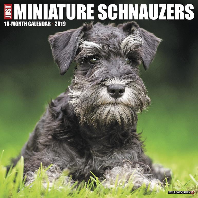 Just Miniature Schnauzers 2019 Wall Calendar (Dog Breed Calendar