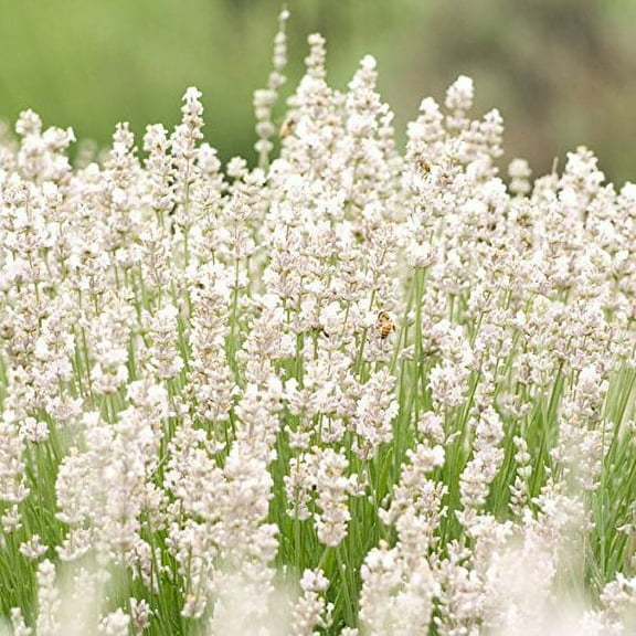 Lavender Ellegance Snow White Nice Garden Flower 15 Seeds By Seed Kingdom