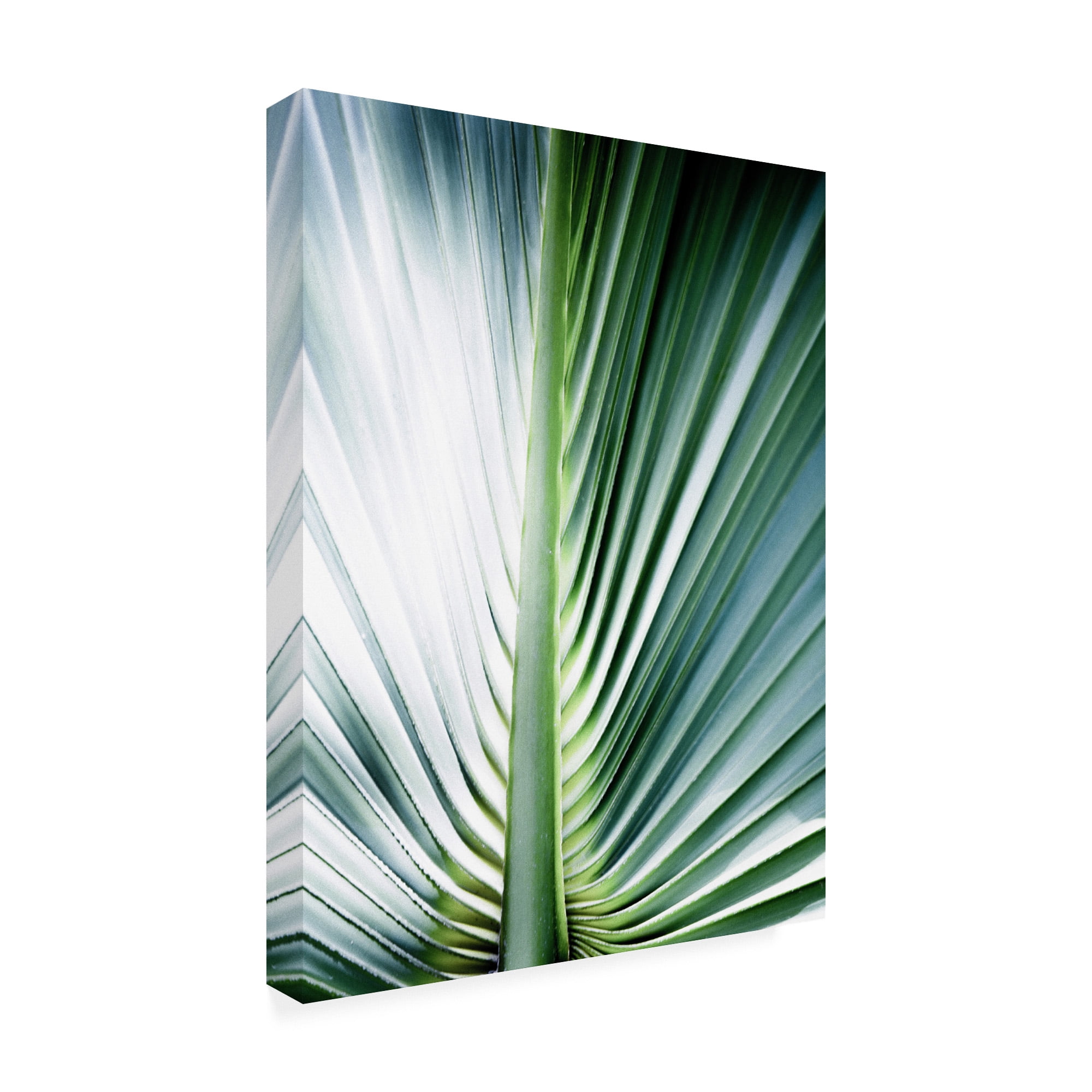 Trademark Fine Art 'Close up III Tropic' Canvas Art by Incado