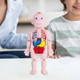 thumbnail image 1 of Rompecabezas de cuerpo humano perfke herramienta de enseñanza juguete DIY Aprendizaje temprano modelo de torso, 1 of 9