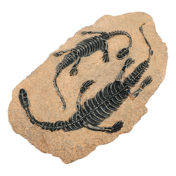 Dinosaur Fossil Ornament, Resin Material Simulated Dinosaur Skull Decor for Teaching or Gifting