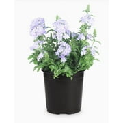 Expert Gardener 3gl Plumbago Bush