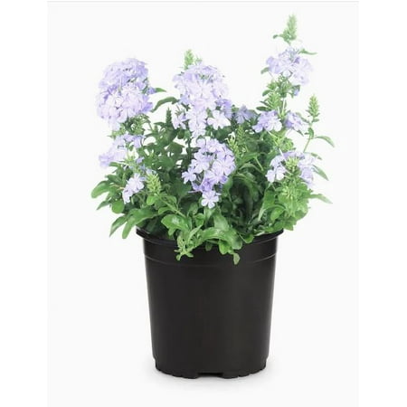 Expert Gardener 3gl Plumbago Bush