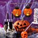 thumbnail image 3 of Paquete de 6 luces de hadas de Halloween Luces de hadas de calabaza Decoración de calabaza de Halloween Luz Decoración de calabaza 3D Luces de calabaza de terror Iluminación de calabaza Decoración de Halloween Luces de hadas para jardín Festival Decoración de otoño Brillar Electrónica, 3 of 5