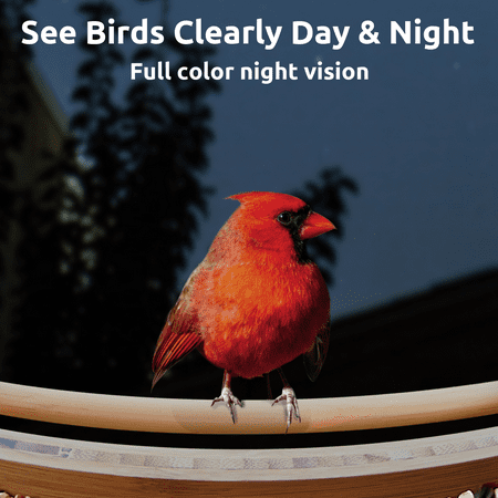 BIRDFY - Smart Wild Bird Feeder Bamboo w/HD Camera, Solar Power, and AI Enabled Bird Recognition - Natural Bamboo & Black