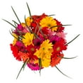 thumbnail image 2 of Rainbow Gerbera Bouquet - Farm Direct Fresh Cut Flowers - 31 Stems, 2 of 7