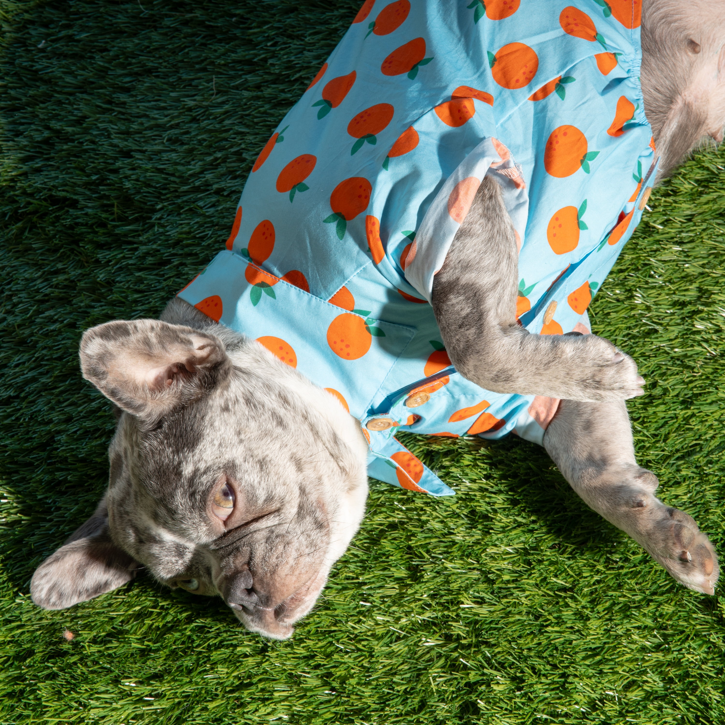 Oodles Sweet Citrus Boxy Button Up Dog Shirt, Blue, Medium