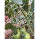 thumbnail image 5 of Paquete de 100 Kits de Trellising para invernadero, ganchos colgantes para tomates, soportes de vertical, 5 of 9