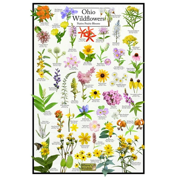 Ohio Wildflowers Poster - Native Prairie Blooms - Educational Science Chart of Ohio Flowers