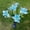 Blue, variant on Outdoor Solar Lights,Solar Garden Peony Flowers Lights,Realistic Outdoor LED Flower Lights,Waterproof Landscape Stake Lights for Garden Lawn Yard Pathway Patio Backyard (Pink)