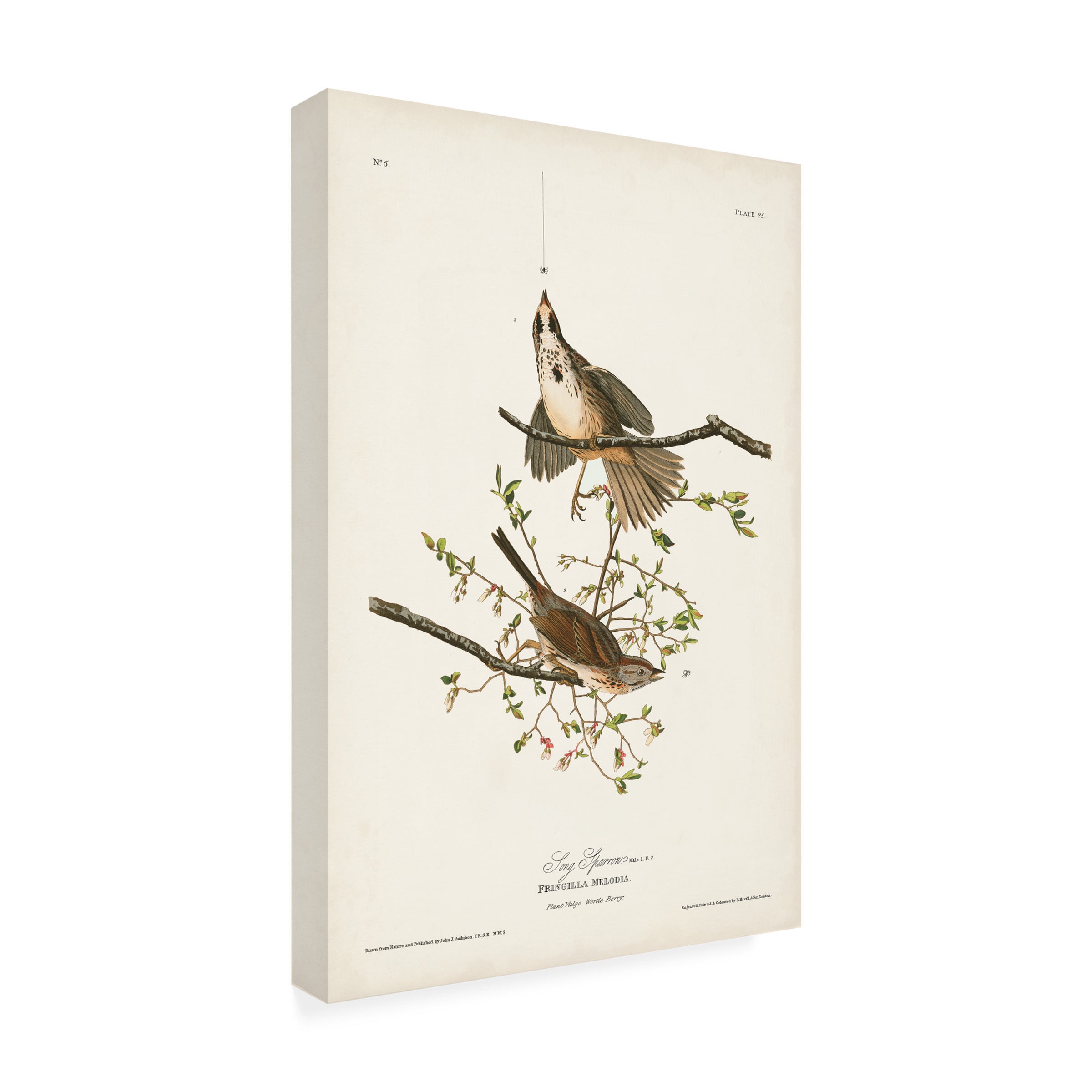 John James Audubon 'Song Sparrow' Canvas Art