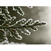 1-2ft Thuja Green Giant, Natural Privacy Fence
