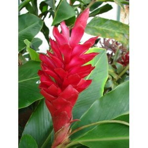 Ginger Plant Hawaiian Red Ginger Starter Plant No Bloom Approx 6 10 Inches Walmart Com Walmart Com