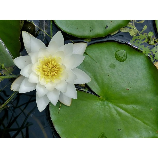 Water Lily Water Flower Lily Pad Inch By 30 Inch Laminated Poster With Bright Colors And Vivid Imagery Fits Perfectly In Many Attractive Frames Walmart Com Walmart Com Water Lily Water Flower Lily Pad Inch By 30 Inch Laminated Poster With Bright Colors And Vivid Imagery Fits Perfectly In Many Attractive Frames Walmart Com Walmart Com