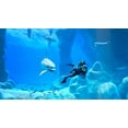 thumbnail image 4 of Endless Ocean Luminous - Nintendo Switch, 4 of 8