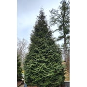 Thuja Green Giant Arborvitae Tree, Lot of 12, Quart Pot