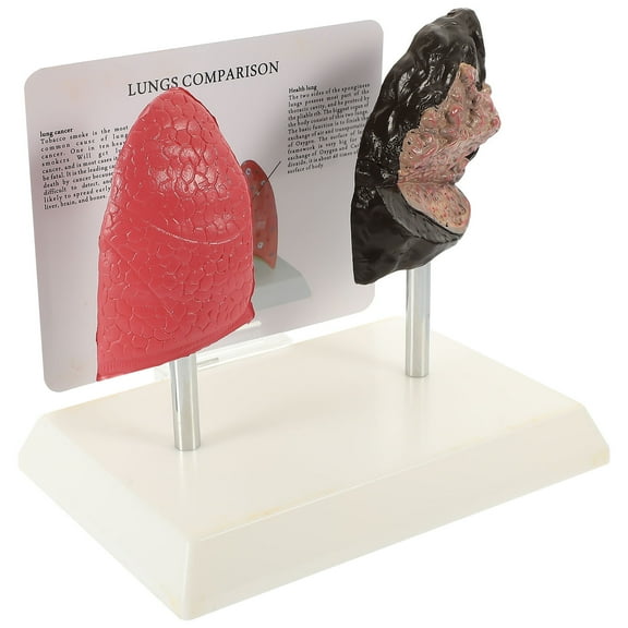 MLINS 1 Pc Multi Color Lungs Teaching Aid for Students and Medical Professionals