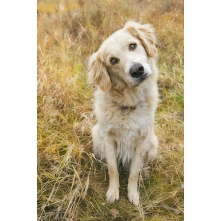 Tan Coloured Mixed Breed Dog Seated With Head Cocked To One Side Canada Alberta Canvas Art - Darwin Wiggett Design Pics (22 x 34)