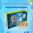 thumbnail image 3 of Modèle d'Anatomie de Torse Humain Amovible pour Apprentissage Scientifique Éducatif, 3 of 7