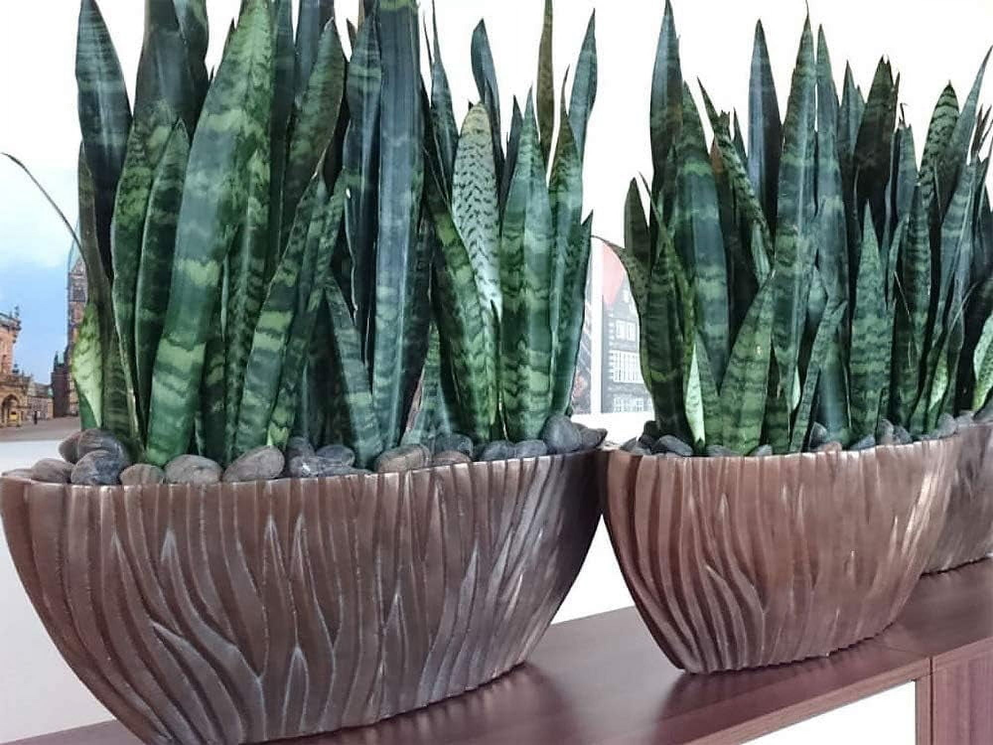 spider plant latin name Chlorophytum comosum 'Spider Plant'